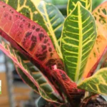 how to care for a croton petra plant