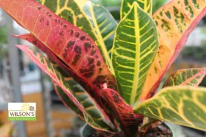 how to care for a croton petra plant