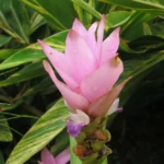 how to care for a curcuma plant