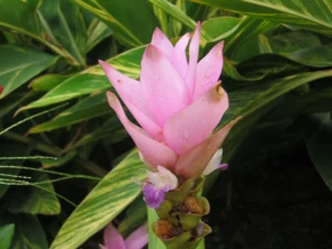 how to care for a curcuma plant