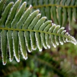 how to care for a frosty fern plant