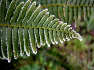 how to care for a frosty fern plant