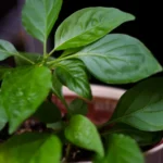 how to care for a habanero plant