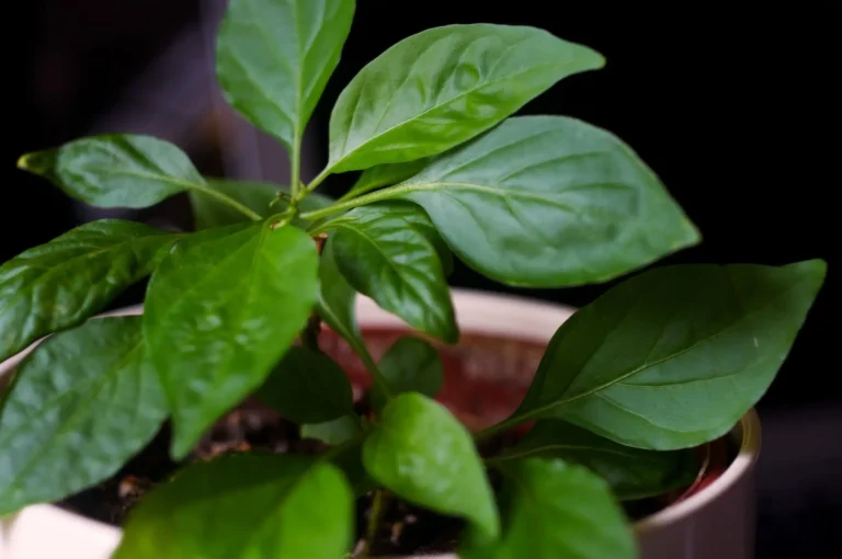 how to care for a habanero plant