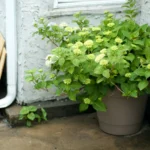 how to care for a hydrangea plant in a pot