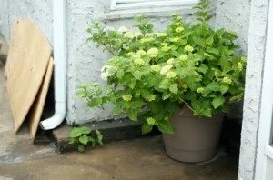 how to care for a hydrangea plant in a pot