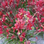 how to care for a kangaroo paw plant