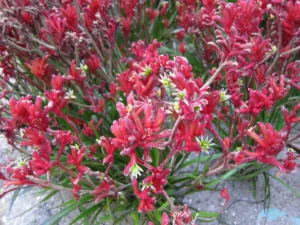 how to care for a kangaroo paw plant