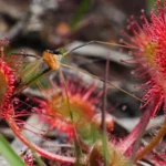 how to care for a sundew plant