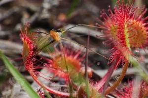 how to care for a sundew plant