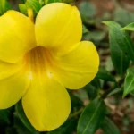 how to care for allamanda plants