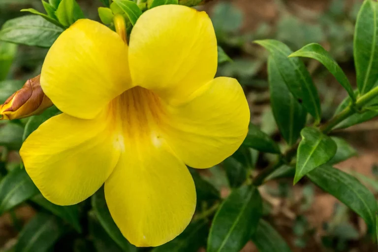 how to care for allamanda plants