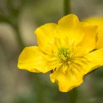 how to care for buttercup plant