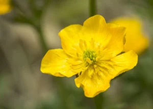 how to care for buttercup plant