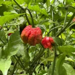 how to care for carolina reaper plant