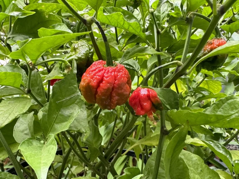 how to care for carolina reaper plant