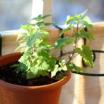 how to care for catnip plant indoors