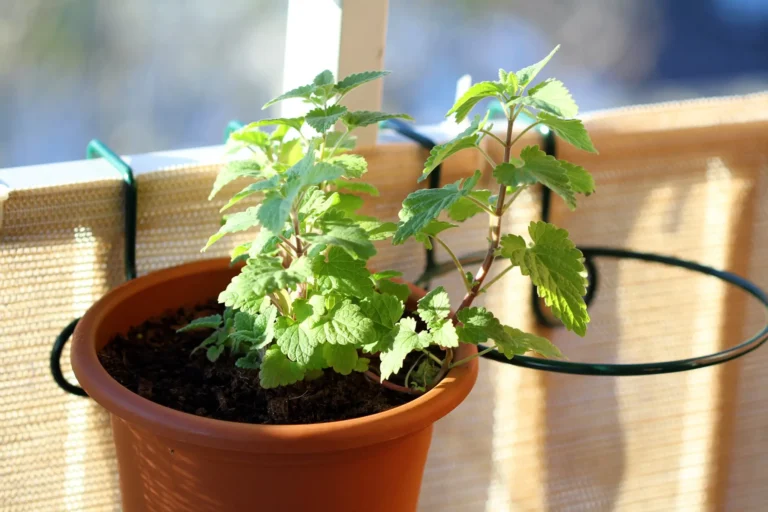 how to care for catnip plant indoors