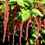 how to care for chenille plant