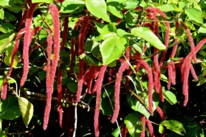 how to care for chenille plant