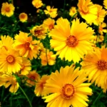 how to care for coreopsis plants