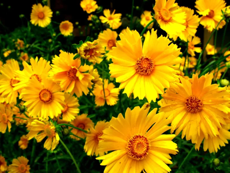 how to care for coreopsis plants