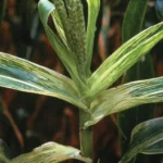 how to care for corn plants