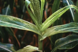 how to care for corn plants