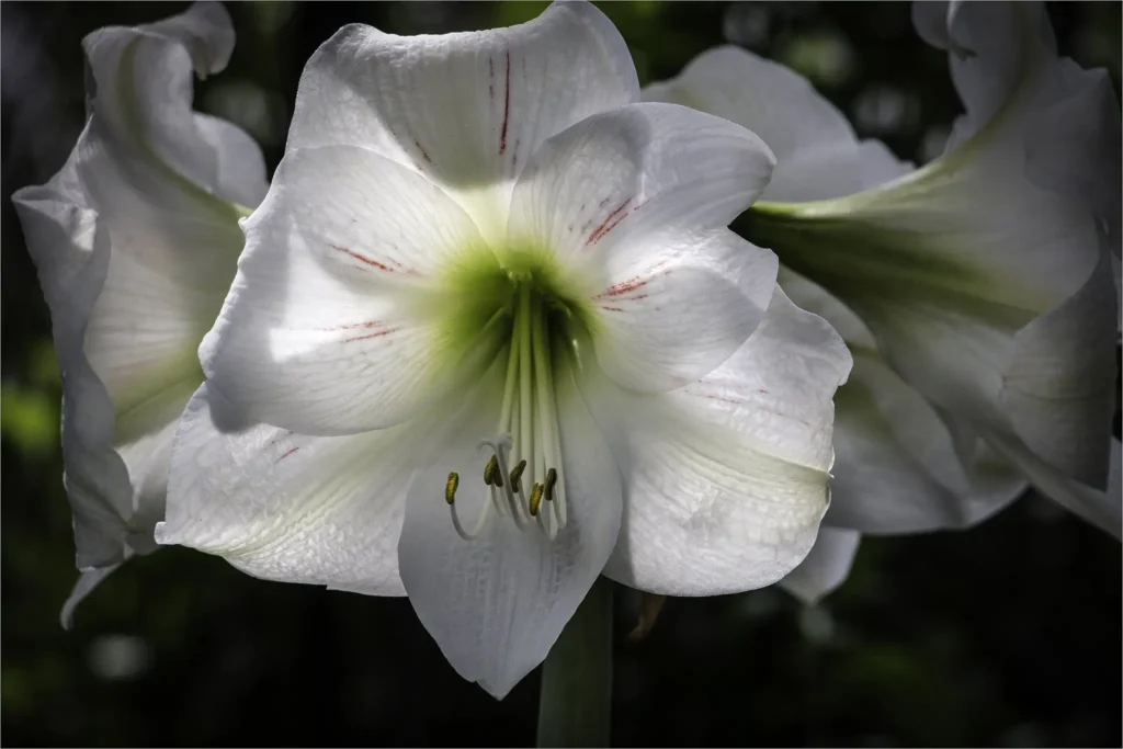 Amaryllis