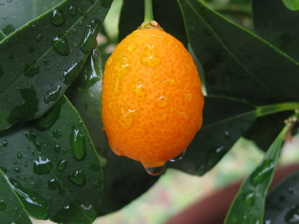 Caring for Potted Kumquats