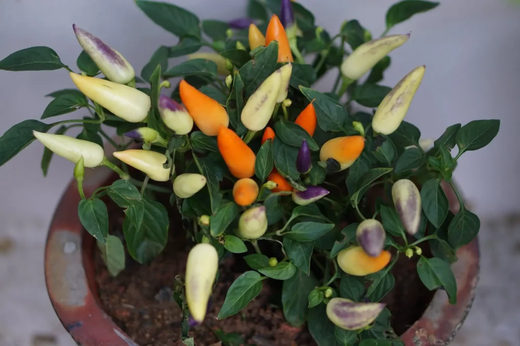 Chilli Plants