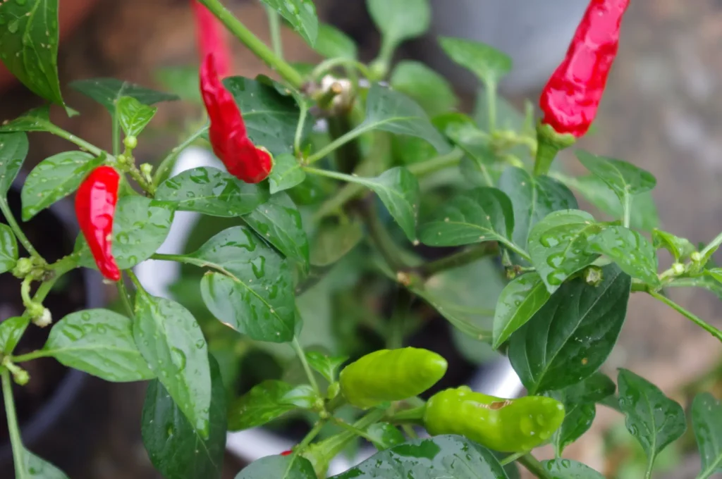 Chilli Varieties