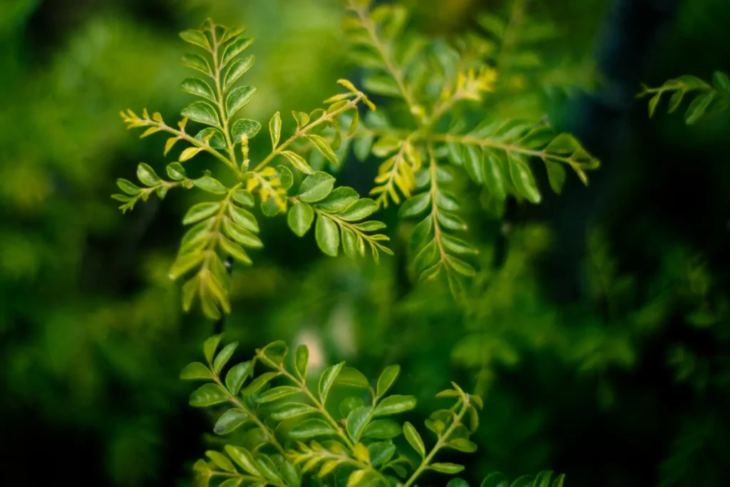 Curry Leaves Plant