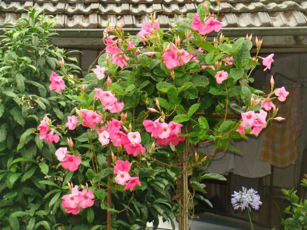 Dipladenia Plants