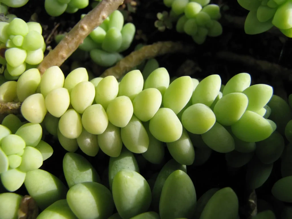 Donkey Tail Plant