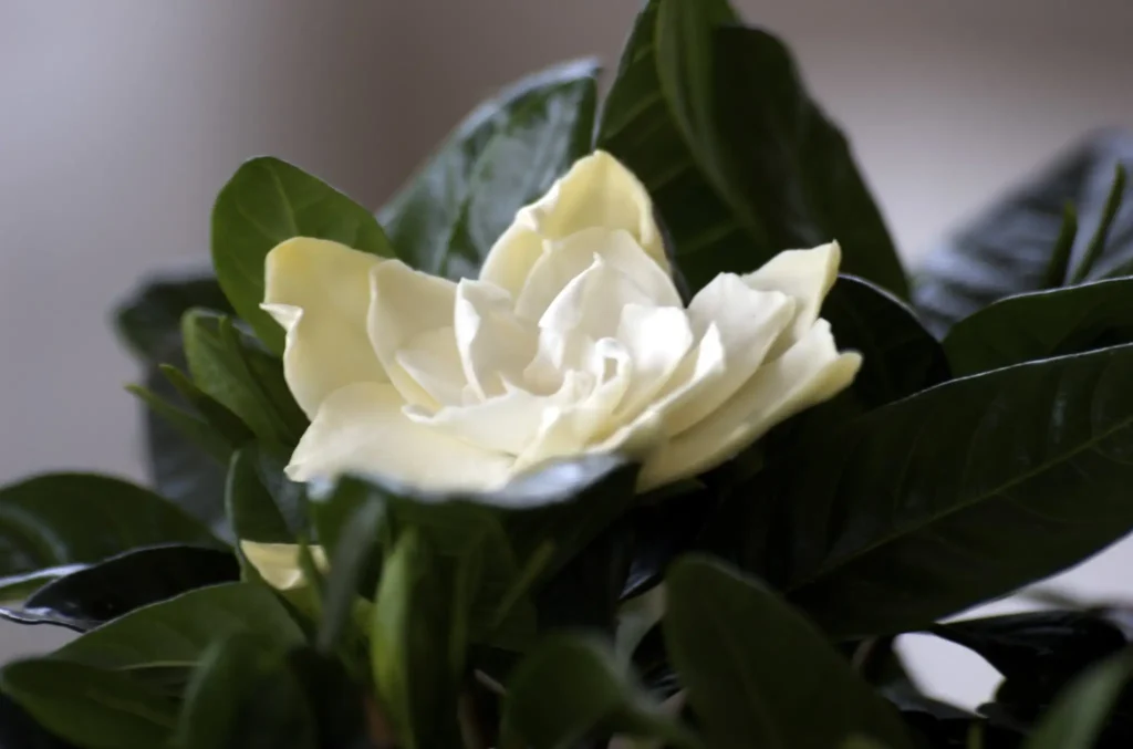 Gardenia Care in Winter