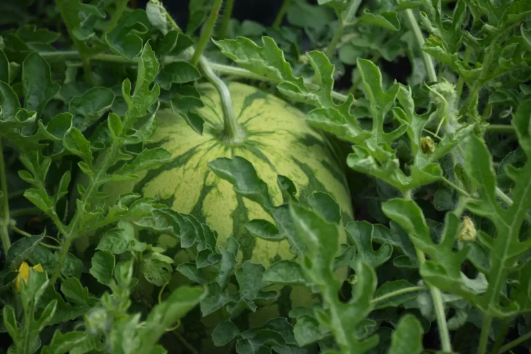 How to grow watermelon from seed in pots