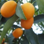 How to take care of kumquat plant in pots