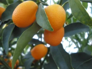 How to take care of kumquat plant in pots