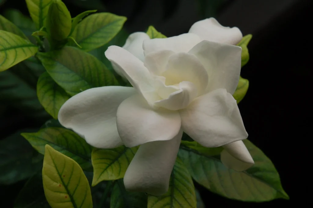 Indoor Gardenias