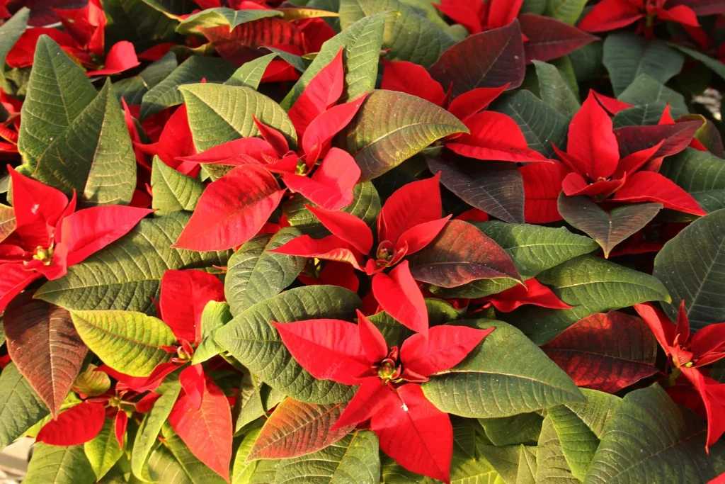 Poinsettia Plant