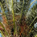 date palm indoor plant care