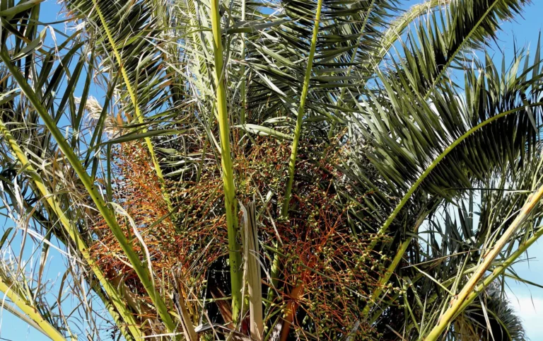 date palm indoor plant care