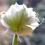 how do you repot an amaryllis bulb