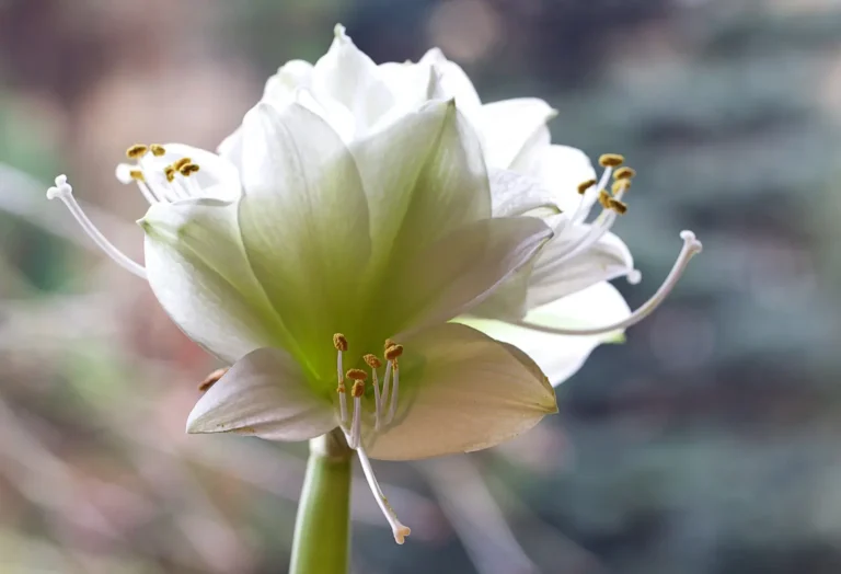 how do you repot an amaryllis bulb