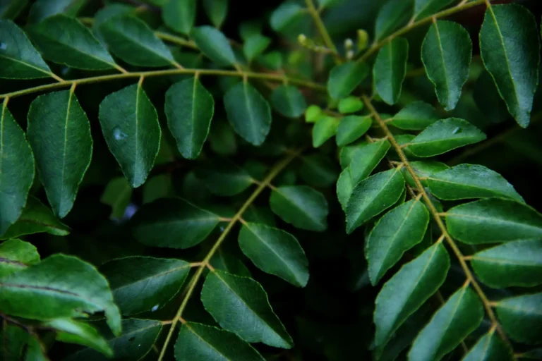 how to care curry leaves plant