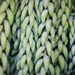 how to care for a donkey tail plant