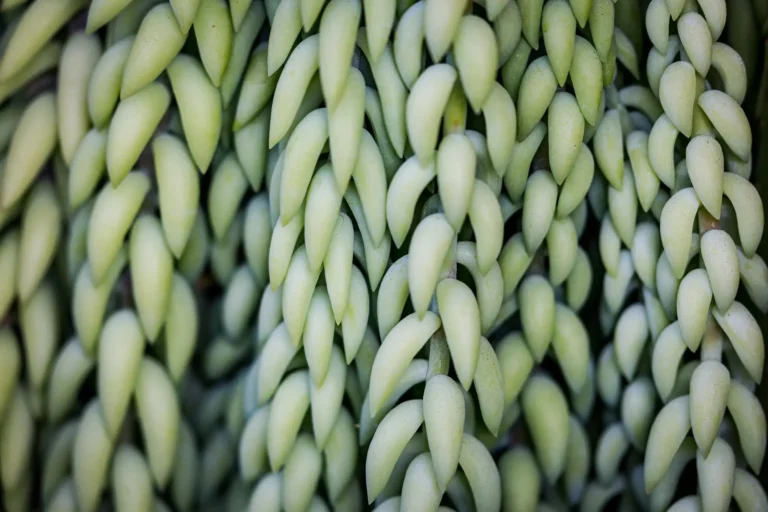 how to care for a donkey tail plant