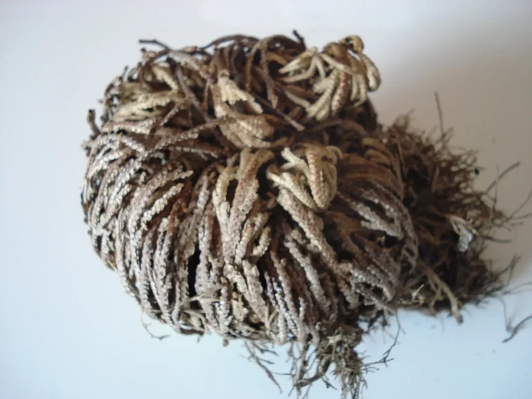 how to care for a resurrection plant