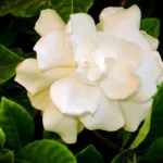 how to care for an indoor gardenia plant